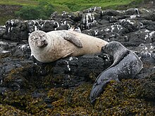 A grey seal (Halichoerus grypus) feeding a pup, island of Skye. Grey seal breast feeding 1150144.jpg