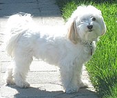 Havanese