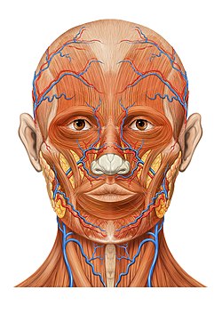 Head ap anatomy.jpg