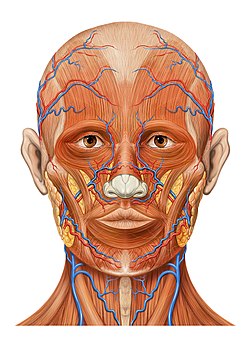 Tête humaine, muscles et vaisseaux de la face, glandes salivaires, par Patrick J. Lynch, illustrateur médical américain (définition réelle 1 205 × 1 424)