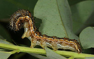 English: Caterpillar of Helicoverpa armigera