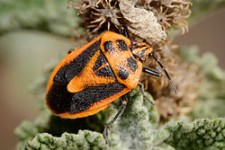 Horehound Bug