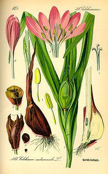 Illustration Colchicum autumnale0.jpg