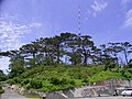 花蓮港神社が鎮座していた美崙山南麓には、現在も日本統治時代に植えられたリュウキュウマツが茂っている。2006年撮影。