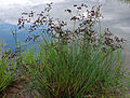 Tjarnarsev (Juncus articulatus)