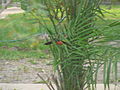 Goldscheitelwürger Yellow-crowned Gonolek