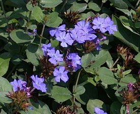 Цератостигма свинчатковая (Ceratostigma plumbaginoides), типовой вид рода