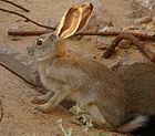 Lièvre des steppes