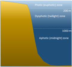 Zones of the water column as defined by the amount of light penetration. The mesopelagic is sometimes referred to as the dysphotic zone. Light penetration zones in the water column.png