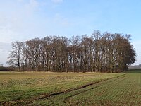 Lindenhain 'Unter den Kaiserlichen'