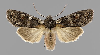 Alträfly, Lithophane consocia