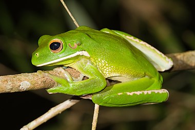 White-lipped tree frog