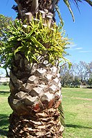 Phoenix canariensis (Arecaceae)