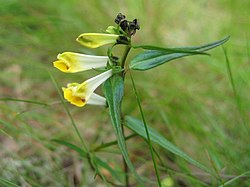 Kangasmaitikka (Melampyrum pratense)