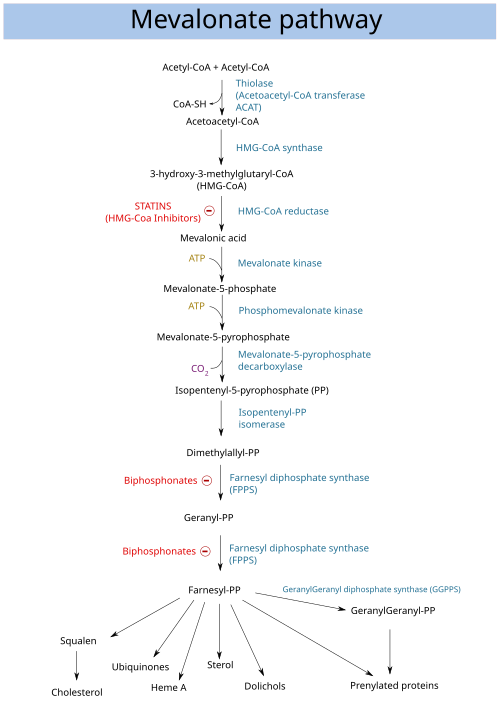 Mevalonate pathway: The figure doesn't show that the HMG-CoA synthase needs another Acetyl-CoA as Substrate. Moreover, the enzyme that synthesizes mevalonic acid (HMG-CoA reductase) consumes two equivalents of NADH and releases one reduced CoA-SH. Mevalonate pathway.svg