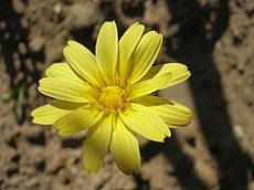 Microseris sylvatica