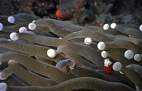 Gamba Cuapetes kororensis entre tentáculos de H. actiniformis