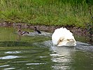 Seite 15: File:Mute_Swan_attacking_Mallard_Family_(7617026562).jpg Autor: Flickr-User Nottsexminer (https://www.flickr.com/people/25443598@N06) Lizenz: CC BY-SA 2.0