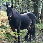 Poney évoluant librement dans le parc national New Forest