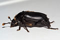 Schwarzer Totengräber (Nicrophorus humator)