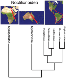 Relationship of biogeography and phylogeny of bat superfamily Noctilionoidea inferred from nuclear DNA sequence data, showing the basal position of the Malagasy family Myzopodidae. Locations with only fossil members are indicated by red stars. Noctilionoidea phylogeny PLoS ONE 2014-02-04.png