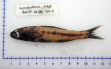 Specimen of Notoscopelus bolini with ruled lines and item tag