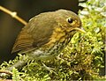 Wildsumaco Lodge - Ecuador