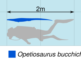Opetiosaurus
