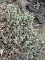 Opuntia microdasys, muni de glochides très irritants, au Parc Exotica à La Réunion