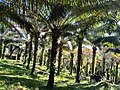 Palm trees plantation surrounding Kiwumulo Cave