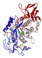 Vignette pour Glycoside hydrolase