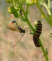 Parasitoid wasp (Ichneumonidae) and its host, a cinnabar moth larva, in which it has just laid an egg