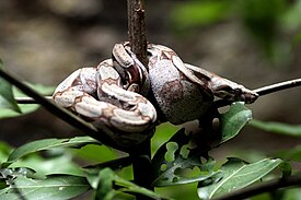 Хуымæтæджы æлхъивгалм (Boa constrictor)