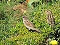 Couple de Moineau domestique