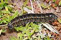 Pasture Day Moth caterpillar, by Fir0002