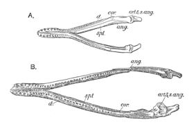 Dorsal view of two pliosaurid mandibles in white background