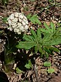 Petasites frigidus.