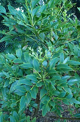 Szundaföldi fodorkafenyő (Phyllocladus hypophyllus)