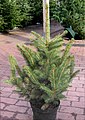 Picea pungens 'Glauca'