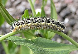 The caterpillar of the Large White butterfly