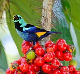 Seven-colored tanager