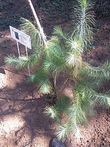 Pinus rzedowskii.