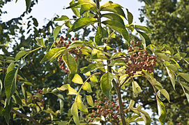 Fruits et feuilles.