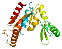 Протеин CASK PDB 1kgd.png