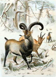 The Pyrenean ibex, the only animal to have been brought back from extinction and the only one to go extinct twice. Pyrenean Ibex.png