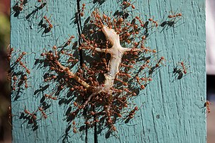 Fourmis tisserandes transportant un gecko Hemidactylus frenatus, au Laos. (définition réelle 6 420 × 4 280)