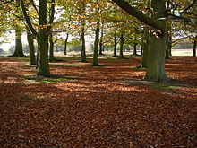 The park is a national nature reserve. Richmond Park understorey.jpg