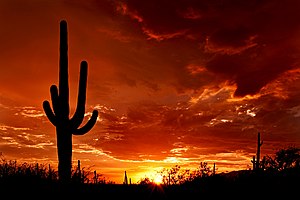 The silhouette of a large saguaro stands at su...