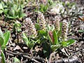 Salix arctica