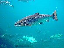 Salmo salar-Атлантический лосось-Atlanterhavsparken Norway.JPG